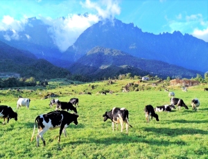 4H3M Kundasang & Kota Kinabalu (+Pulau Manukan) (Minimum 6 Orang)